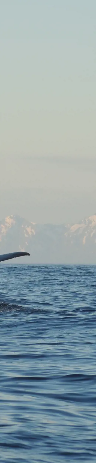 Auf der Suche nach Walen in den Fjorden Norwegens